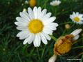  English chamomile, garden chamomile, ground apple, low chamomile, or whig plant